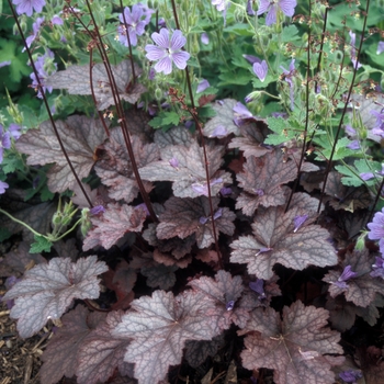 Heuchera 'Plum Pudding' - Plum Pudding Coral Bell