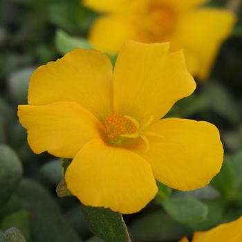 Portulaca oleracea - Rio Grande™ Yellow Portulaca