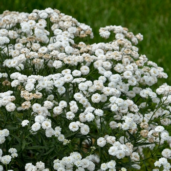 Achillea ptarmica 'Ballerina' - Sneezewort