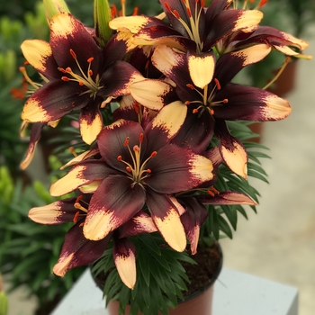 Lilium asiaticum 'Tiny Epic' - Tiny Epic Asiatic Lily