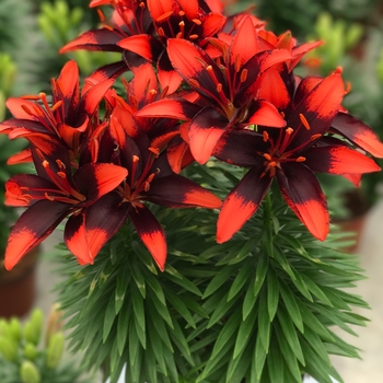 Lilium asiaticum 'Tiny Ink' - Tiny Ink Asiatic Lily