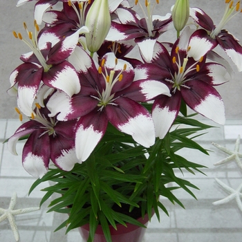Lilium 'Tiny Padhye' - Tiny Padhye Asiatic Lily