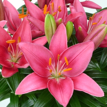 Lilium 'Tiny Pearl' - Tiny Pearl Lily