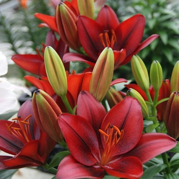 Lilium asiaticum 'Tiny Rocket' - Tiny Rocket Asiatic Lily