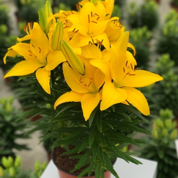 Lilium asiaticum 'Tiny Ranger' - Tiny Ranger Asiatic Lily