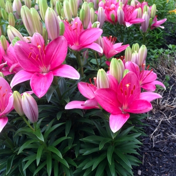 Lilium asiaticum 'Tiny Toons' - Tiny Toons Asiatic Lily