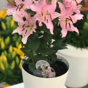 Lilium 'Tiny Speedy' - Oriental Lily