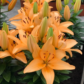 Asiatic Lily - Tiny Moon