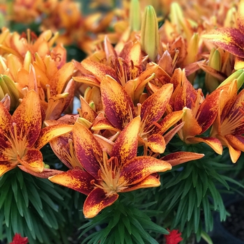 Asiatic Lily - Tiny Orange Sensation