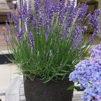 Lavandula angustifolia 'Big Time Blue' - Lavender