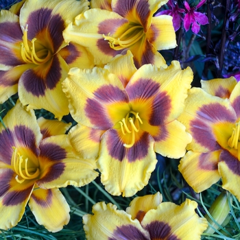 Hemerocallis 'Black Eyed Susan' - Daylily