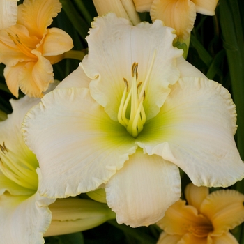 Hemerocallis 'Early Snow' - Daylily