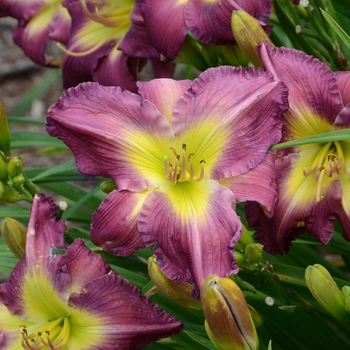 Hemerocallis 'Garden Show' - Daylily 'Garden Show'