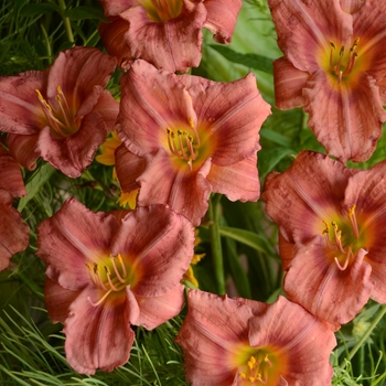 Hemerocallis 'Rosy Returns' - Daylily