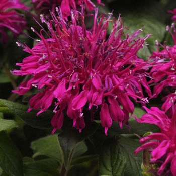 Monarda didyma 'Balmy Purple' - Balmy Purple Bee Balm