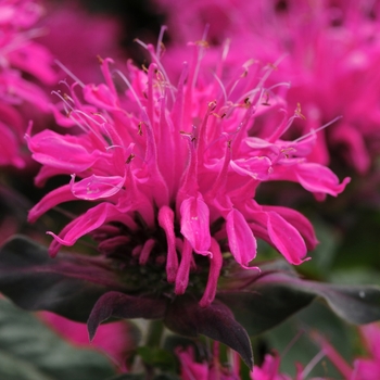 Monarda didyma 'Balmy Rose' - Balmy Rose Bee Balm