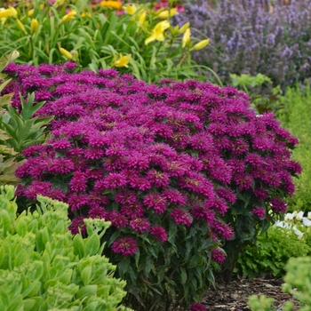 Monarda 'Sugar Buzz Grape Gumball' - Grape Gumball Bee Balm