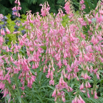 Penstemon barbatus 'Coccineus' - Elfin Pink