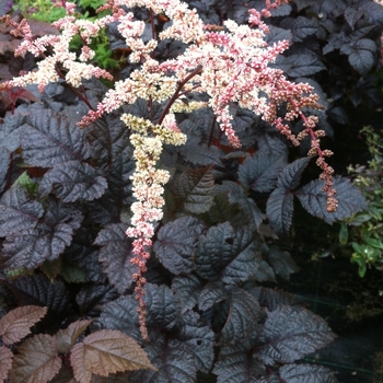 Astilbe 'Chocolate Shogun' - Astilbe