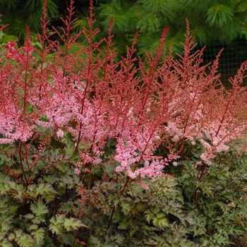 Astilbe simplicifolia 'Delft Lace' - False Spirea