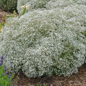 Gypsophila paniculata 'Summer Sparkles®' - Summer Sparkles® Baby's Breath