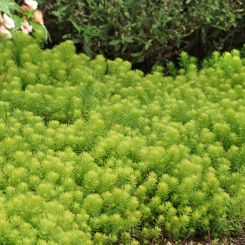 Sedum rupestre 'Angelina' - Sedum