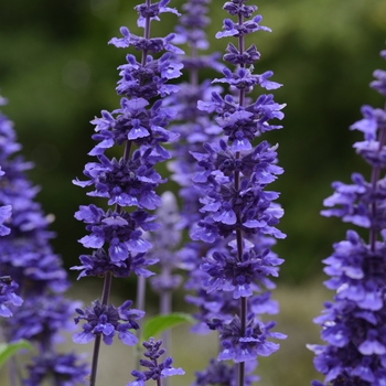 Salvia 'Mystic Spires Improved' - Sage