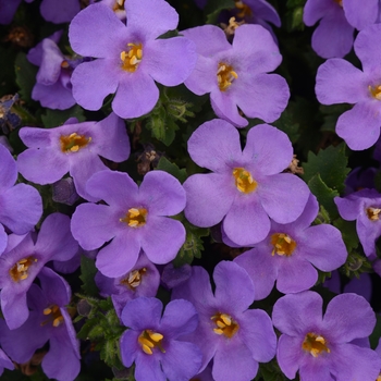 Sutera cordata 'MegaCopa™ Blue' - MegaCopa™ Bacopa