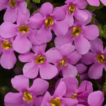 Sutera cordata 'MegaCopa Pink' - MegaCopa™ Bacopa