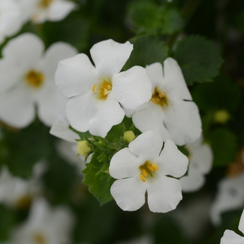 Sutera cordata 'MegaCopa White' - MegaCopa™ Bacopa