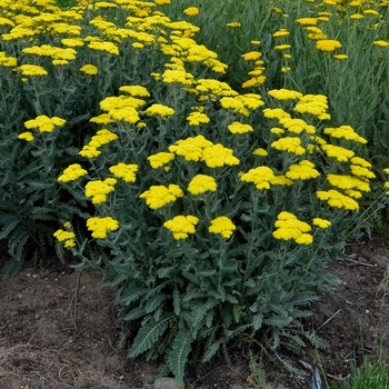 Achillea 'Sassy Summer Silver' - Yarrow