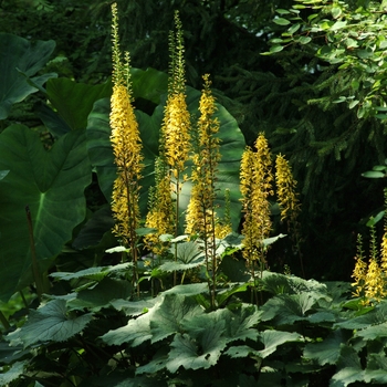 Ligularia stenocephala 'The Rocket' - Ligularia