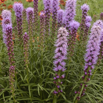 Liatris spicata ''Kobold'' - Blazing Star