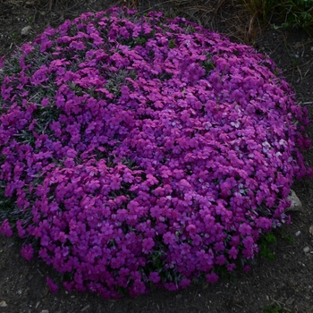 Phlox subulata 'Rocky Road Magenta' - Creeping Phlox