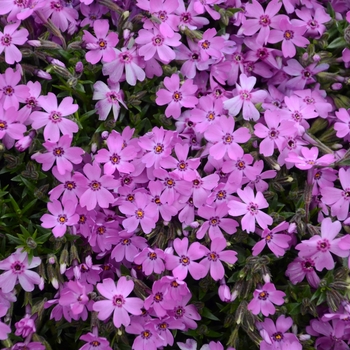 Phlox hybrid 'Rocky Road Pink' - Creeping Phlox