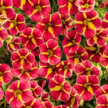 Calibrachoa 'Cardinal Star' - Superbells® Cherry Blossom