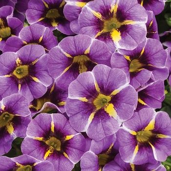 Calibrachoa hybrid 'Superbells Evening Star' - Calibrachoa