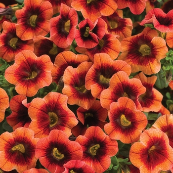 Calibrachoa hybrid - Superbells® Tangerine Punch