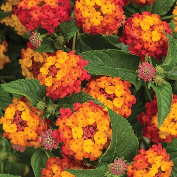 Lantana camara 'Luscious® Citrus Blend™ - Lantana