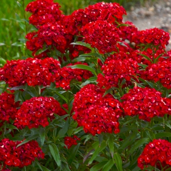 Dianthus barbatus 'Scarlet Fever' - Perennial Sweet William