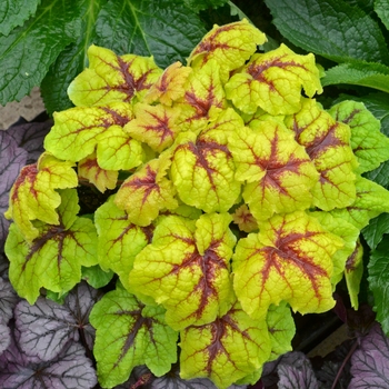 Heucherella 'Catching Fire' - Heucherella