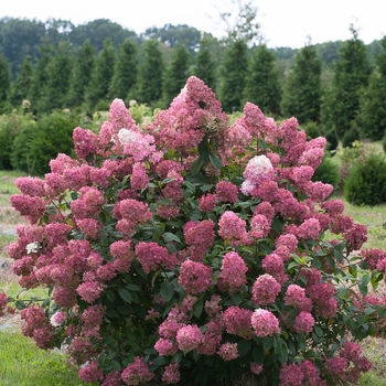 Hydrangea paniculata 'Fire Light' - Hydrangea