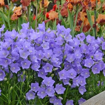 Campanula persicifolia 'Takion Blue' - Peach-Leaved Bellflower