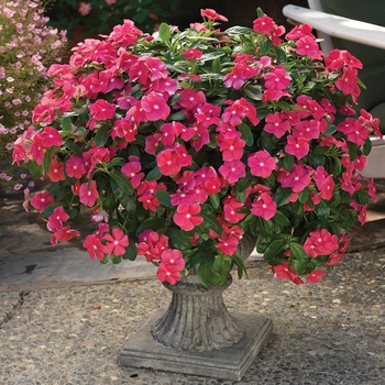 Catharanthus roseus 'Cora Cascade Cherry' - Cora Cascade Cherry