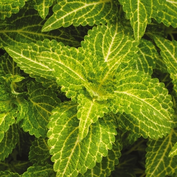 Solenostemon scutellarioides 'Electric Lime' - Coleus