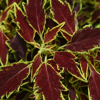 Solenostemon scuttelariodes 'Serrano' - Flame Thrower&trade Coleus