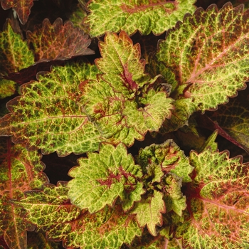 Coleus scutelleriodes ‘Indian Summer' - Coleus