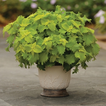 Solenostemon hybrid 'Wasabi' - Coleus