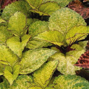 Solenostemon hybrida 'Wizard Pineapple' - Wizard® Coleus