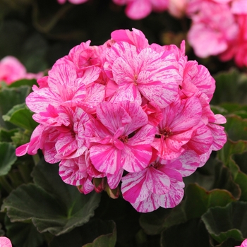 Pelargonium 'Fantasia Raspberry Twizzle' - Fantasia® Geranium